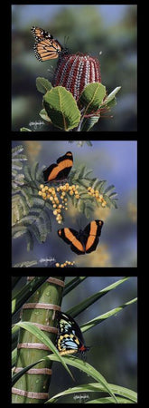 Wildlife Art Butterflies Australian Wildflowers Panel DV3720 Natalie Jane Parker Collection